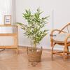 Bionic Bamboo Decor: New Chinese Style Faux Bamboo Plant for Living and Tea Rooms