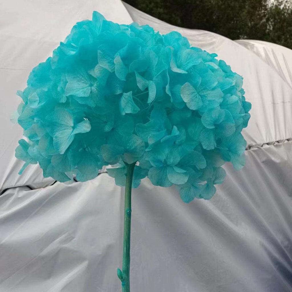 Multi-Color Preserved Bigleaf Hydrangea Single Stem Flower Bouquet for Home Decoration