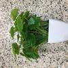 Plastic Artificial Lotus Leaf Small Fake Plants Simulation Money Grass  Home Office Decor