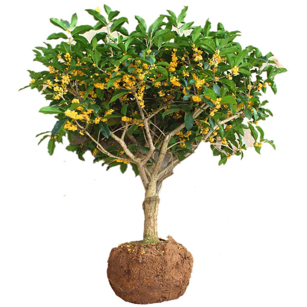 Golden Osmanthus Bonsai: Fragrant Indoor/Outdoor Tree for Courtyard or Ground Planting, Easy Care, Year-Round Blooms.