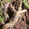 Reptiles Trunk Cave Natural Aesthetic Breeding Driftwood for Reptiles Wood Climbing Habitats Supplies
