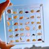 Акриловая магнитная коробка для демонстрации ракушек 36/64/100 сеток, квадратные маленькие поделки, натуральный камень для дизайна ногтей, бусины, очаровательный органайзер для ювелирных шоу, контейнер, чехол
