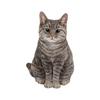 Woobia British Shorthair New Brown X 20 X Doll Figure Ornament Animal Garden Decoration Cat 24.5 29.5cm H16424-2