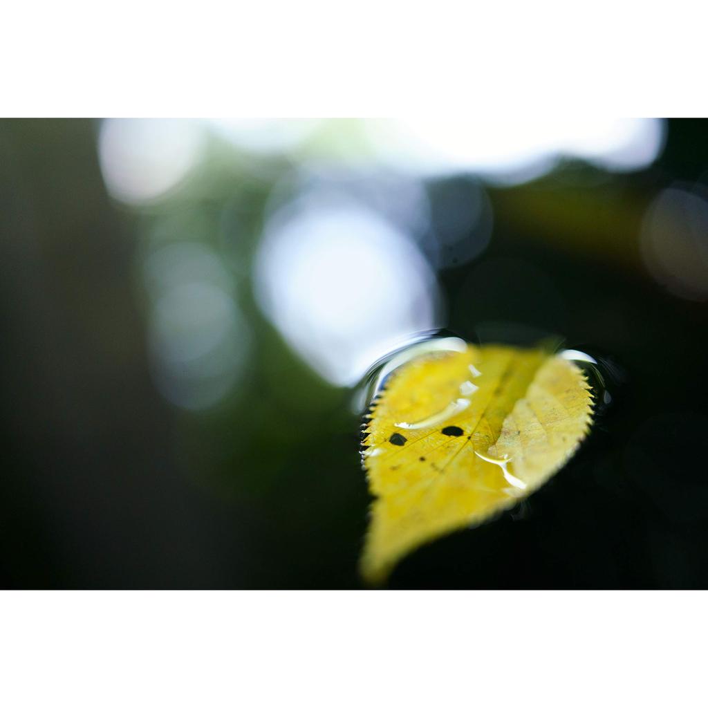 Tamron 35mm F/2.8 Di III OSD M1:2 Lens (Model F053) for FE Mount Full-Frame Mirrorless Cameras