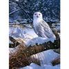 Полный 5D Diy Алмазная картина Птицы в снегу Вышивка крестом Домашний декор Ручной подарок Подарок
