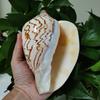 Large Sea Conch Shell 12-16cm Big Conch Natural Craft Ornaments Shell Wedding Festival Party Decoration Creative Gift Ornaments