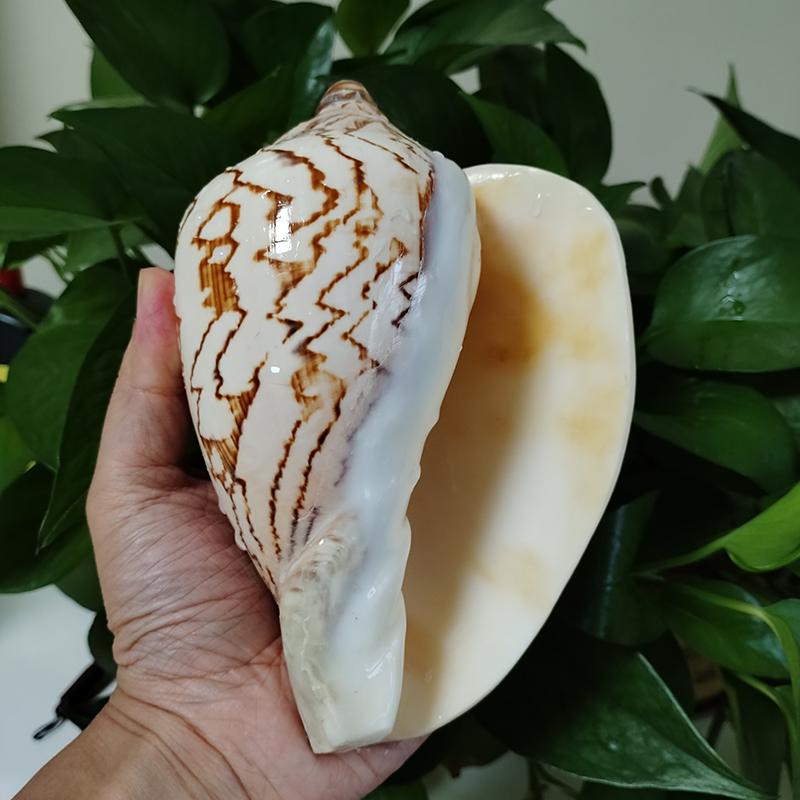 Large Sea Conch Shell 12-16cm Big Conch Natural Craft Ornaments Shell Wedding Festival Party Decoration Creative Gift Ornaments