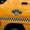 3D Wire Haired Dachshund Car Sticker, Fun Waterproof Sticker for Cars, Trucks, Motorcycles, Walls, Windows, PVC Material