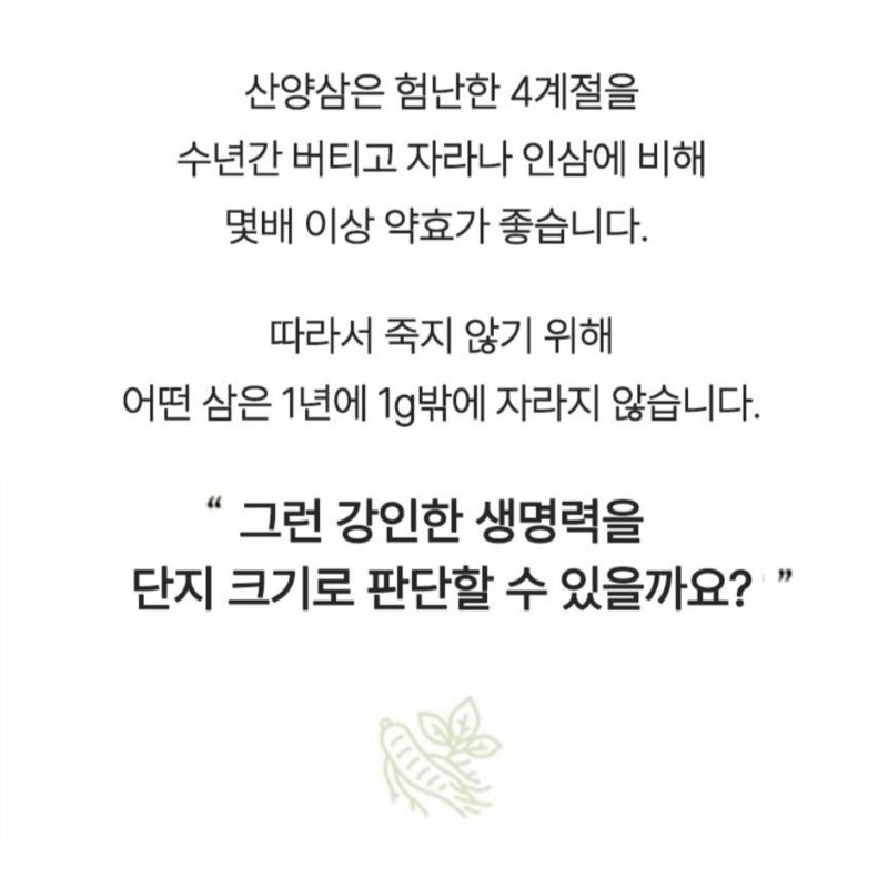 8-year-old Wild Ginseng Containing the Spirit of Gangwon-do