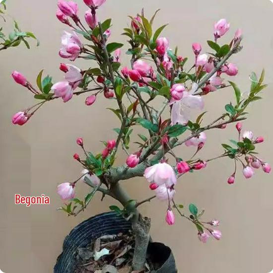 Chojukan Japanese Weeping Crabapple Bonsai Sapling for Courtyard Planting