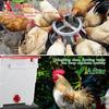 12 Pcs Horizontal Chicken Waterer Nipples with Drill Bits Automatic Leakproof Poultry Watering System for Chickens Duck Quail