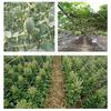 Plant Trellis Netting Polyester Climbing Net Grow Net Braided Mesh for Climbing Fruits Grapes Vegetables Cucumber Pea Bean Hydroponics Heavy-Duty