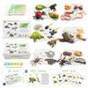 25 Simulated Insect Growth Cycle Card Set Earthworm Ladybug Dragonfly Frog Snail Model Ornament Toy