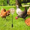 Automatic Chicken Feeder Toy With 3 Hole Dispenser Spring Mechanism For Poultry Entertainment Feeding Equipment