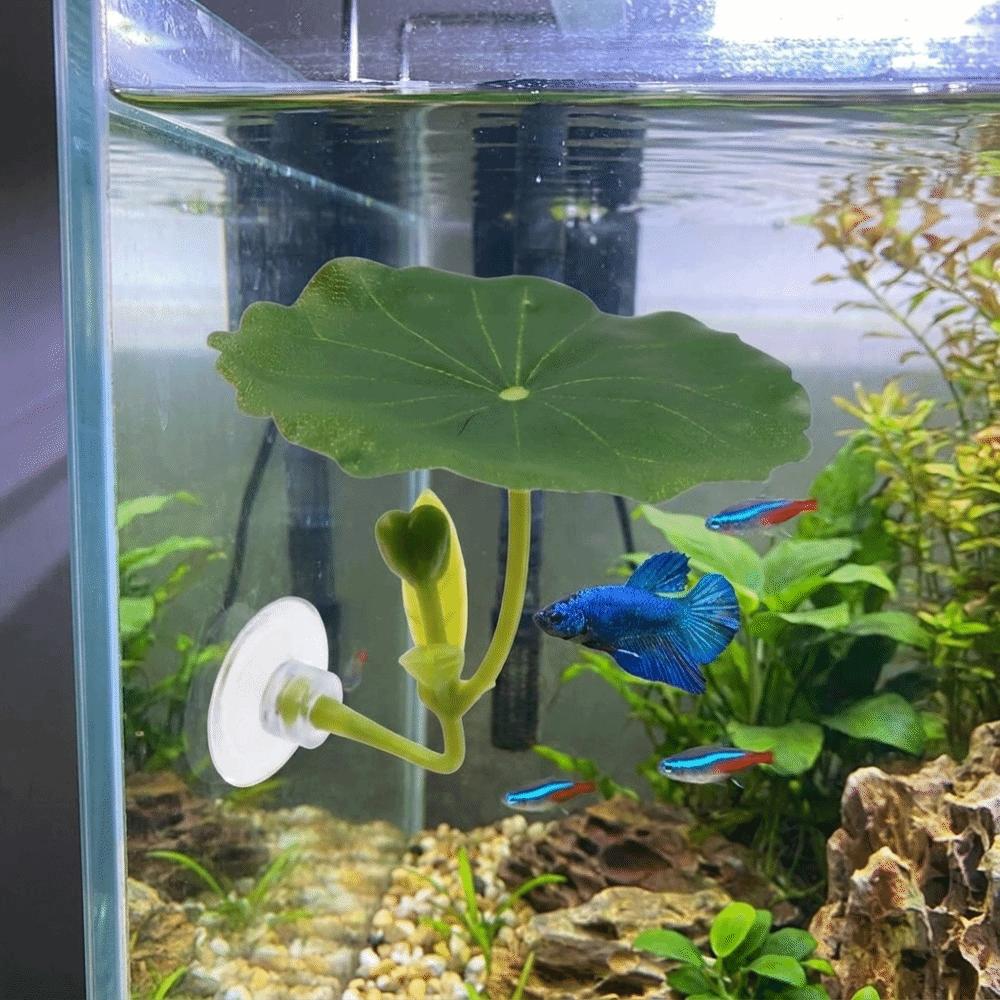 with Suction Cup Fighting Fish Resting Leaves Betta Spawning Bed Betta Fish Tank