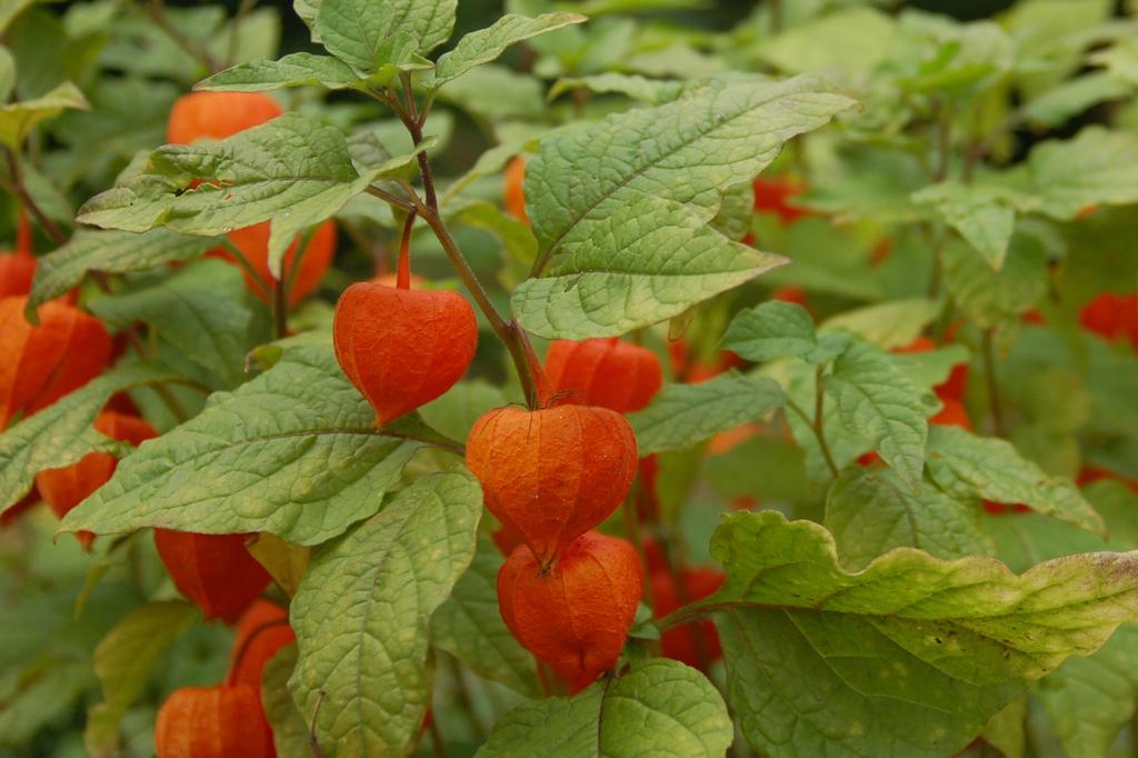 SAFLAX Капский крыжовник / Перуанская вишня - 100 семян - Physalis peruviana