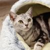 Кровати для кошек и собак, Мягкая плюшевая круглая подстилка для сна питомца, Успокаивающее гнездо, Лежанка-обнимашка для котенка
