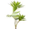 Triple-Stem Artificial Lucky Bamboo with Brazilian Wood Leaves for Living Room Decor