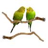 Natural Parrot Perch Bird Stand Tree Stick Paw Grinding Fork Parakeet Climbing Bird Standing Branches Toys Birdcage Accessories