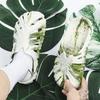 Модные шлепанцы с дырками для мужчин, платформа, уличные, пляжные шлепки, летняя распродажа, дизайнерские, роскошные, повседневные, удобные, 2025, модная ПВХ обувь для взрослых мужчин