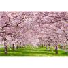 Puzzle Life Pink Cherry Blossom Road PL1356 1000 Pieces, Korean Popular Puzzles