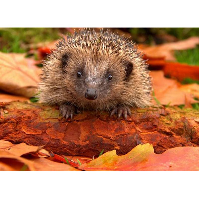 DIY 5D алмазная живопись «Ежик», полная круглая дрель, алмазная вышивка животных, наборы для вышивки крестом, настенный художественный подарок, домашний декор