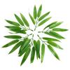 Adornment for Home Office Fake Bamboo Branches Simulation Leaves Bamboo  Leaves Artificial Plants