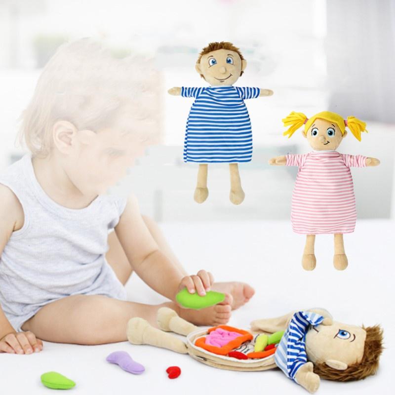 Organ Anatomy Plush Toy Montessori Preschool Teaching Aid