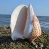 Large Sea Conch Shell 12-16cm Big Conch Natural Craft Ornaments Shell Wedding Festival Party Decoration Creative Gift Ornaments