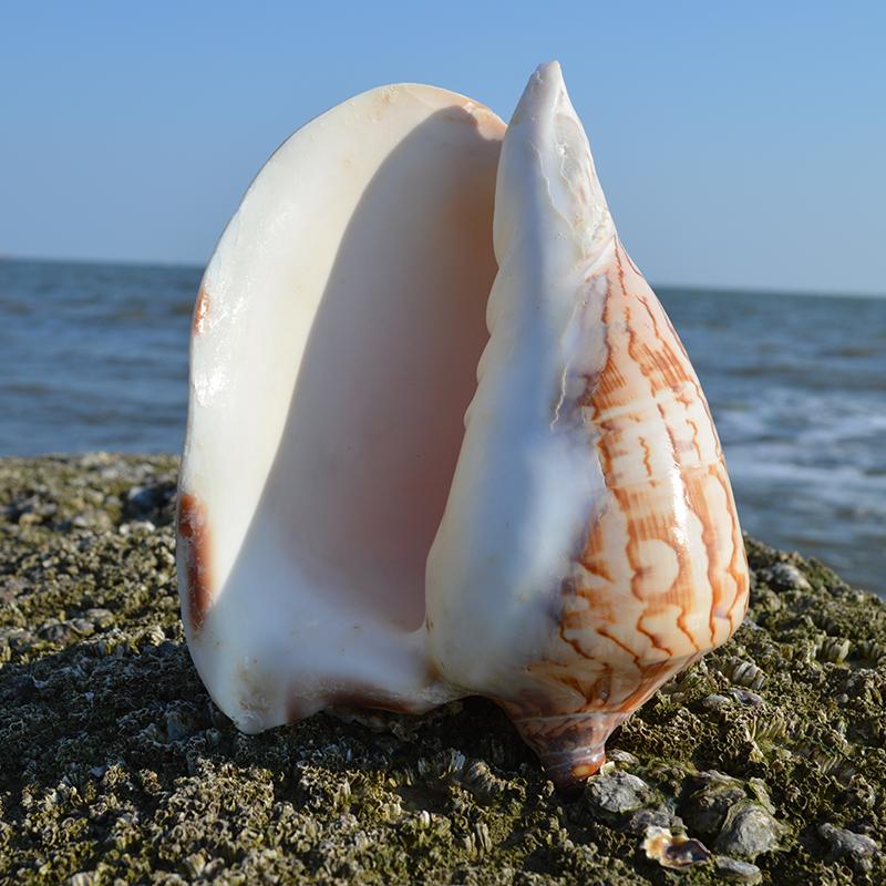 Large Sea Conch Shell 12-16cm Big Conch Natural Craft Ornaments Shell Wedding Festival Party Decoration Creative Gift Ornaments