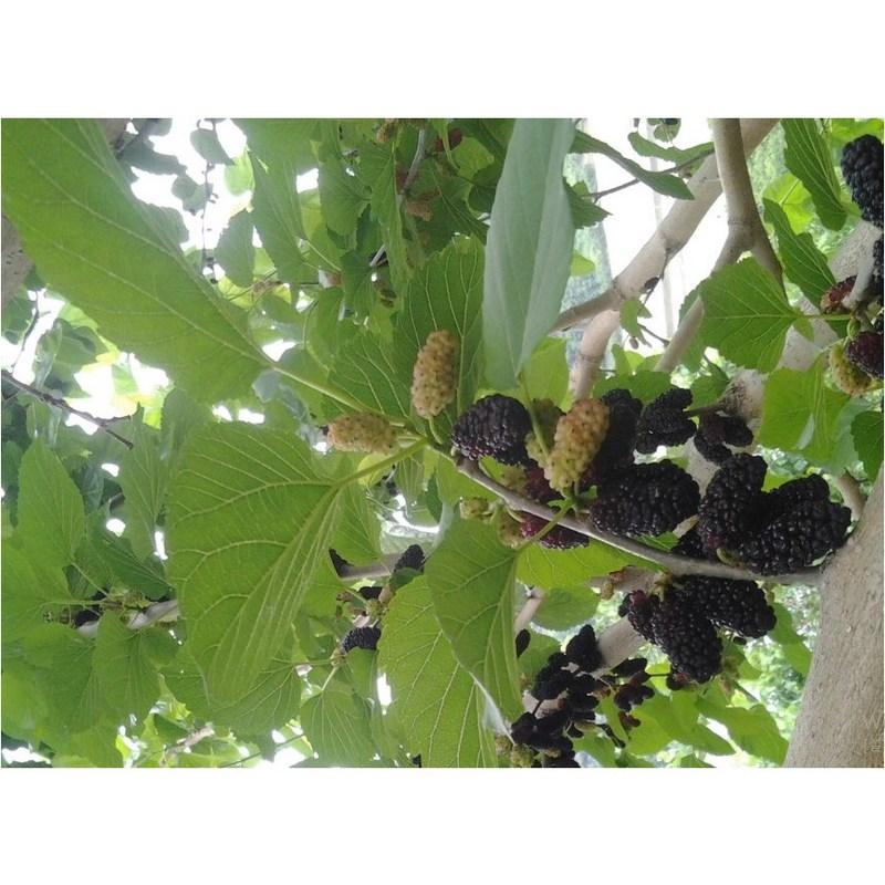 Порошок сушеной шелковицы от Cheongdo Sunni Farm, 100% отечественного производства