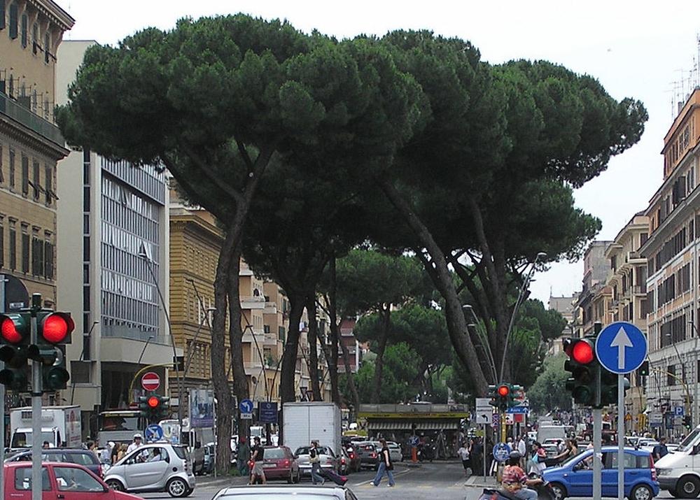 SAFLAX Сосна каменная - 6 семян - Pinus pinea