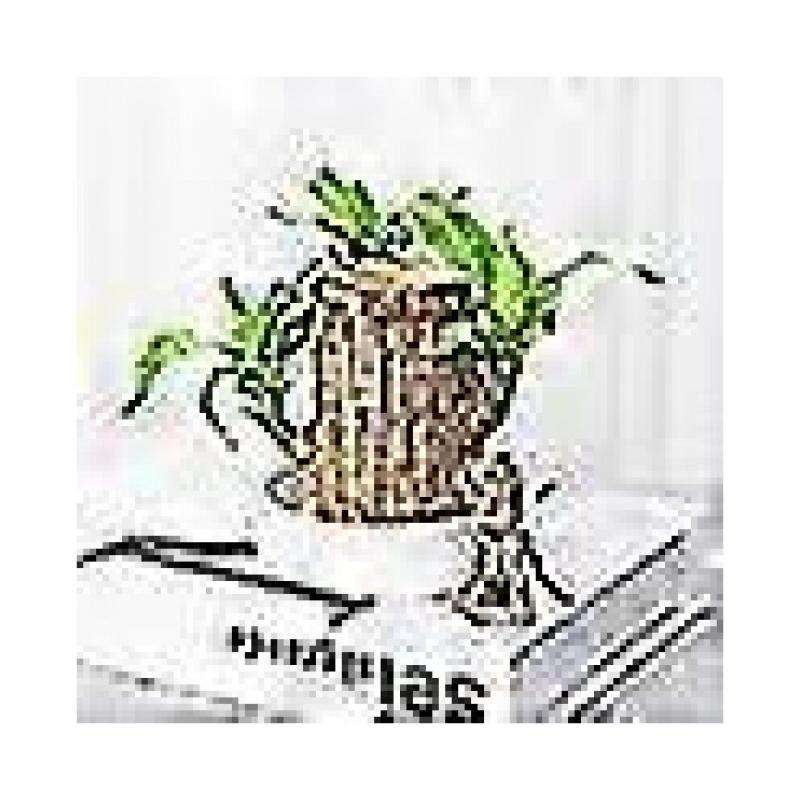 New Groot Green Plant Brazilian Wood Water Raise Lucky Wood Potted Small Tree People fast