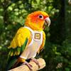 Colorful Parrot Flight Suit Breathable Mesh Pet Bird Apron New Parrot Diaper  Daily Wear
