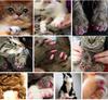 Silicone Soft Cat Nail Caps Pet Cat Soft Paws Nail Protector Cover With Free Adhesive Glue&Applicator for Kitten 20Pcs/lot