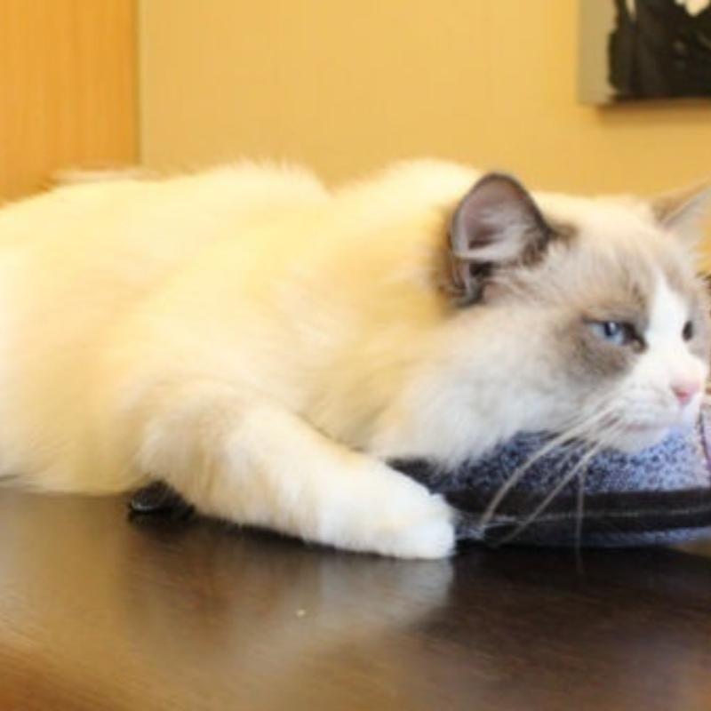 Новые плюшевые игрушки в форме рыбы для домашних животных, котят, кошек, покрытые травой из кошачьей мяты
