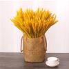 Golden Barley Dried Flower Display: Pastoral Décor & Performance Props