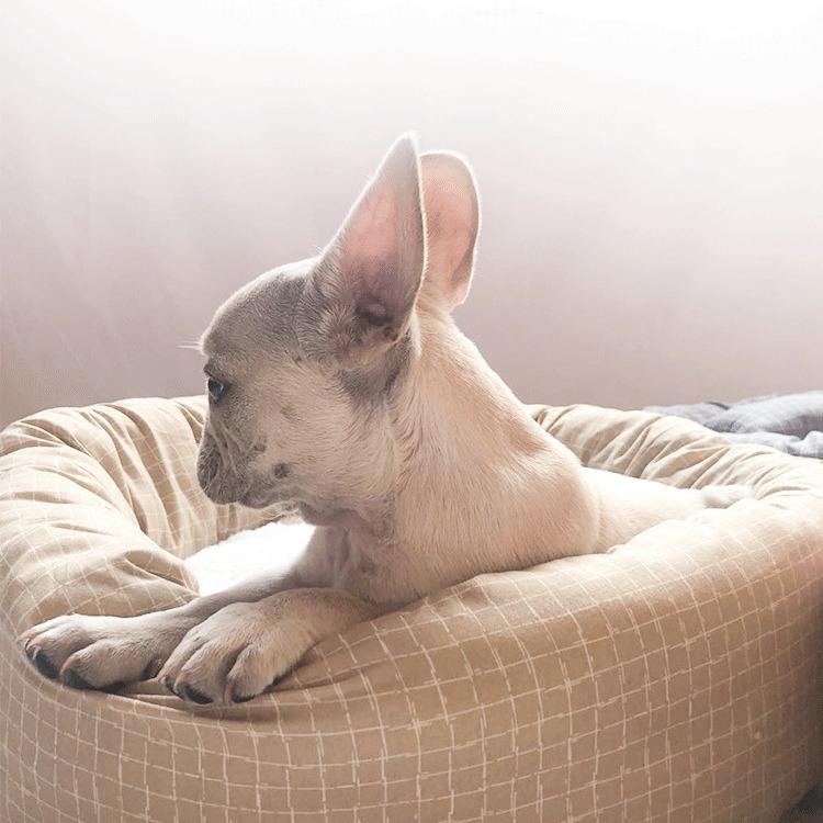 All Seasons Universal Pet Bed: Dog & Cat Cushion, Summer Nest, Cotton Dog House