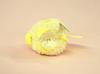 TST Advance Sucre Namedango CREAM Plush Toy with Suction Cup, Sea Creature, 3886CR