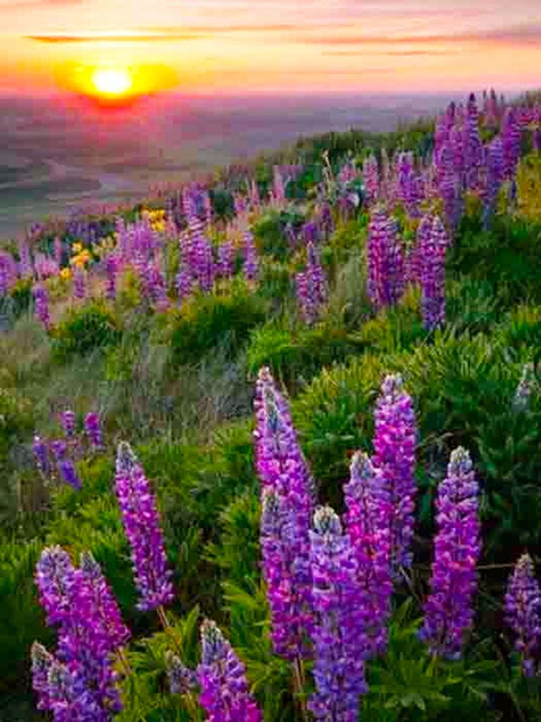 Круглая алмазная вышивка «сделай сам», пейзаж, цветок, море, 5D алмазная живопись, вышивка крестиком, лавандовая мозаика, украшение дома, подарок на Новый год