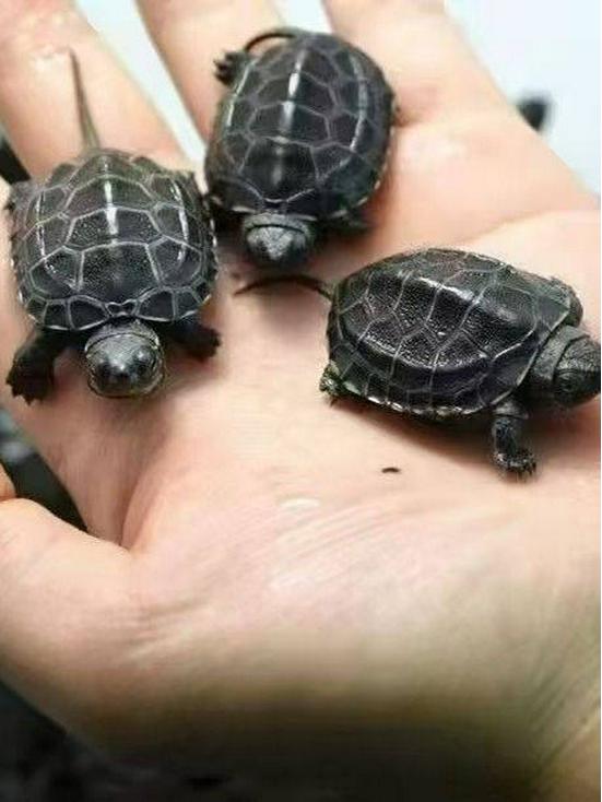 Живые молодые черные ракушечные китайские травяные черепахи - Пруд на открытом воздухе, холодноводный питомец