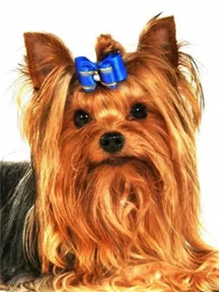 5d Алмазная картина Новые поступления Морская свинка Вышивка крестиком Домашняя крыса Мозаика Мышь Домашний декор