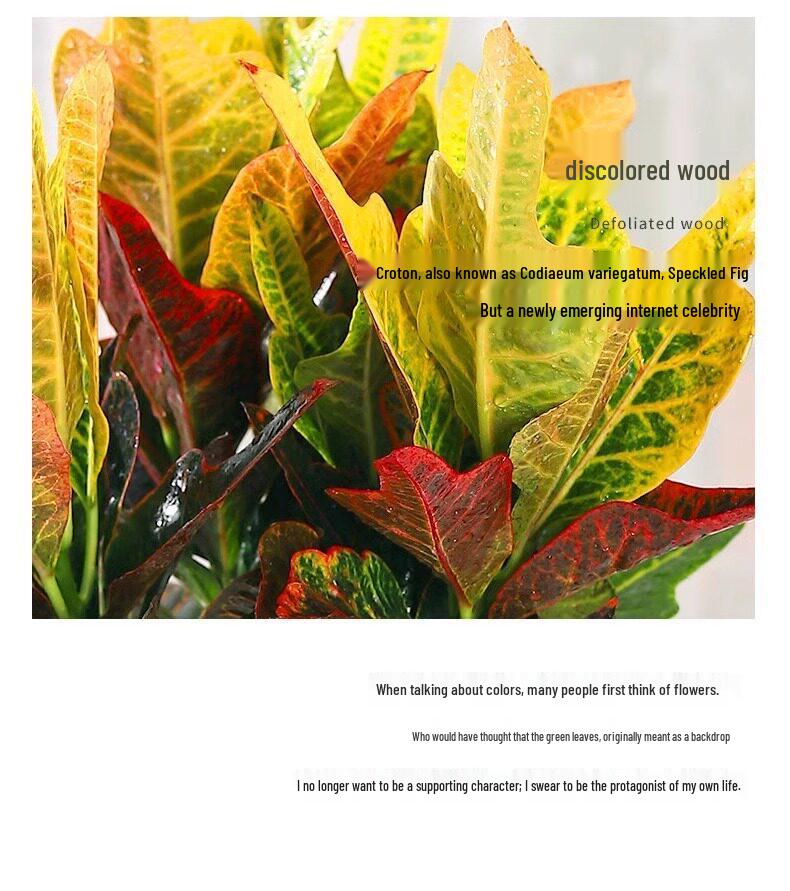 Croton Indoor Bonsai: Heat-Resistant, All-Season, Color-Changing Foliage with Old Trunk