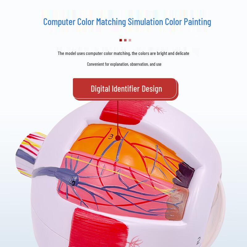 Human Eyeball Anatomical Model