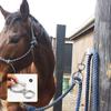Quick Snap Horse Trailer Ties Silver Horse Rigging Equipment Horse Tie Ring  Tack Needs