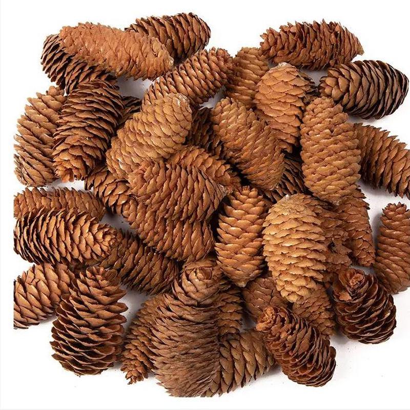 2023 Шишки и Сушеные Цветы для Рождественского DIY: Сосна пондероза, Сосна ладанная, Ель