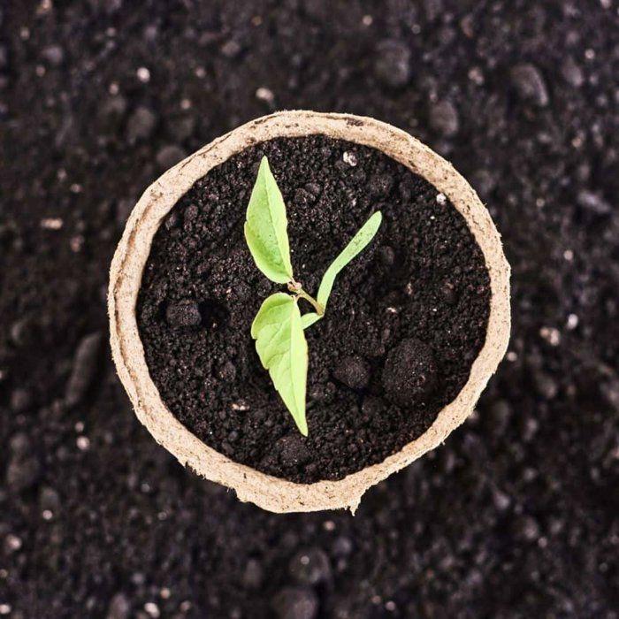 Compostable Flower Pot 14x10 Cm, Biodegradable Pot for Seedlings