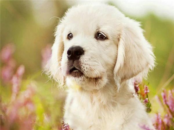 DIY 5d алмазная живопись кошка полная квадратная/круглая дрель Алмазная вышивка крестиком животное мозаика картина домашний декор