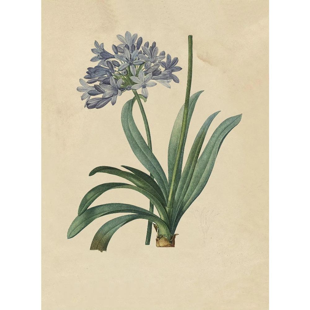 Retro Simple Plant Aesthetics Poster Antique Plants Flower Prints Canvas Painting Wall Art Pictures Bedroom Home ation