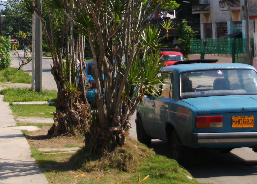 SAFLAX Драконово дерево - 5 семян - Dracaena Draco